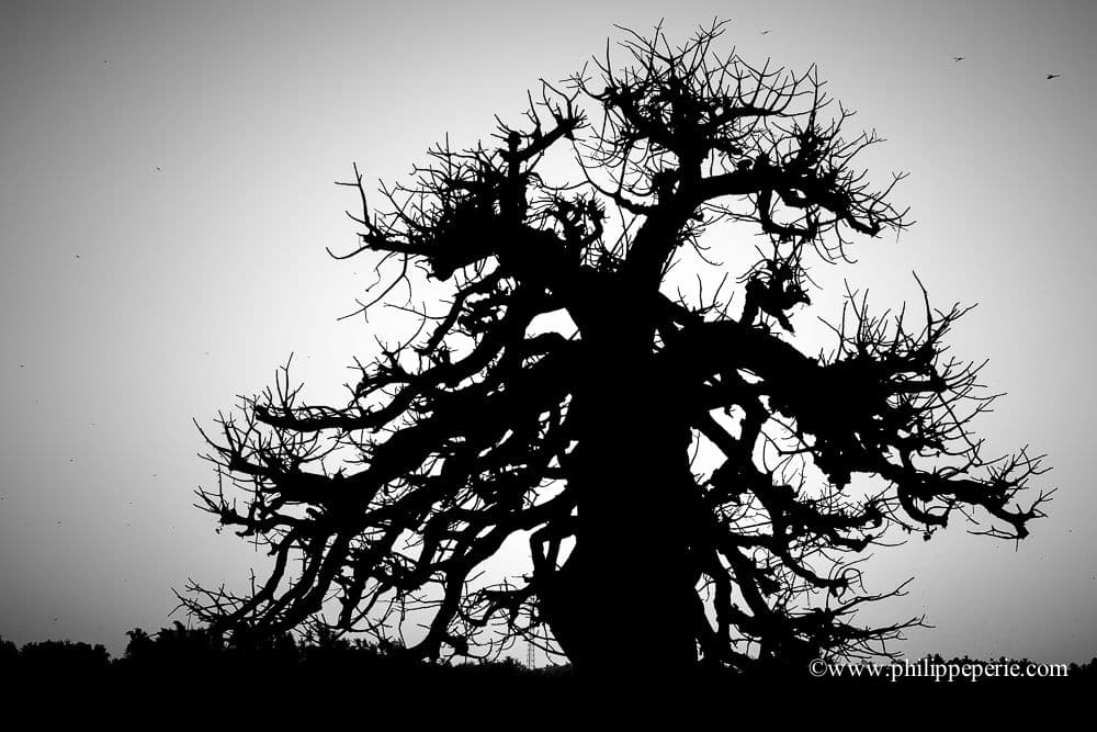 Tirages d'Art en édition limitée et numérotée - Série "Sénégal"